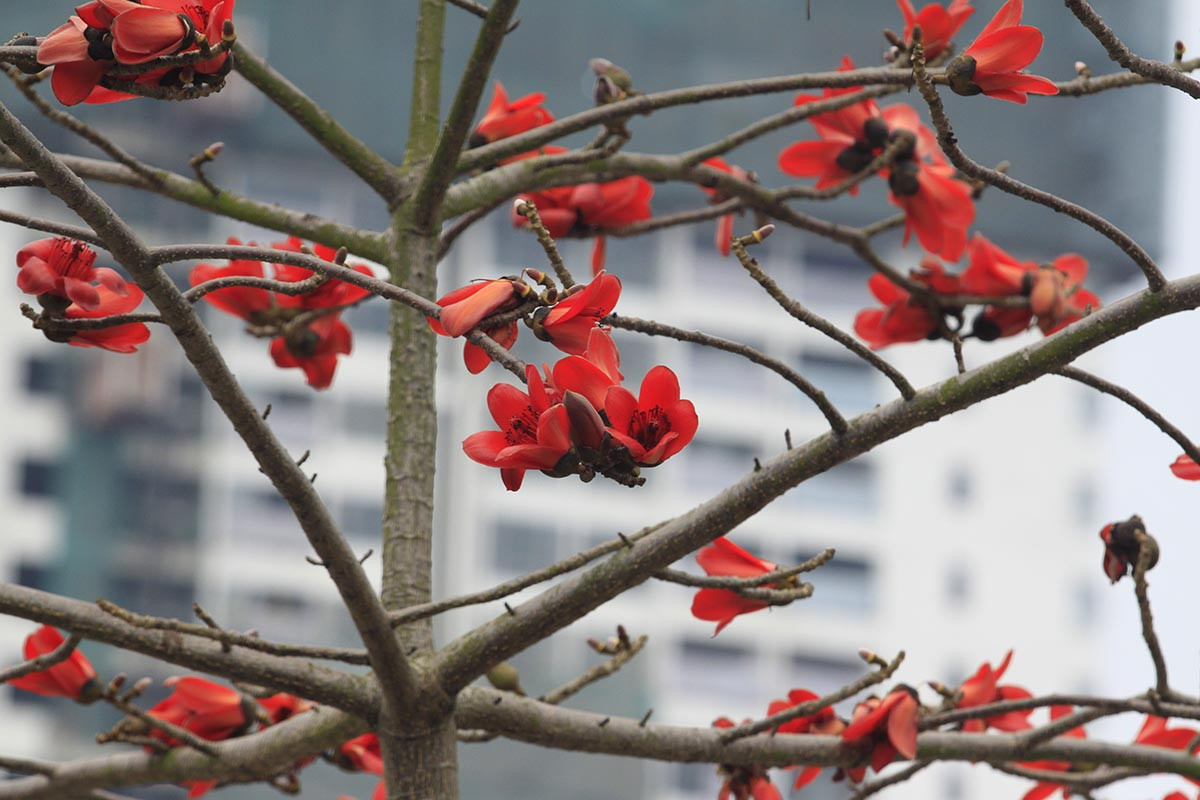 Để rồi mỗi dịp tháng 3, hoa gạo lại khoe sắc thắm rực rỡ trên nền trời xanh, sáng bừng cả một vùng.