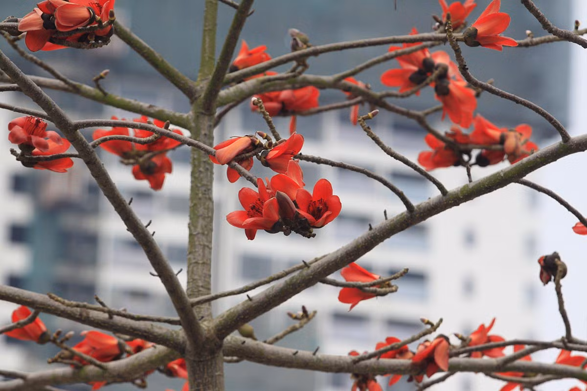 Để rồi mỗi dịp tháng 3, hoa gạo lại khoe sắc thắm rực rỡ trên nền trời xanh, sáng bừng cả một vùng.