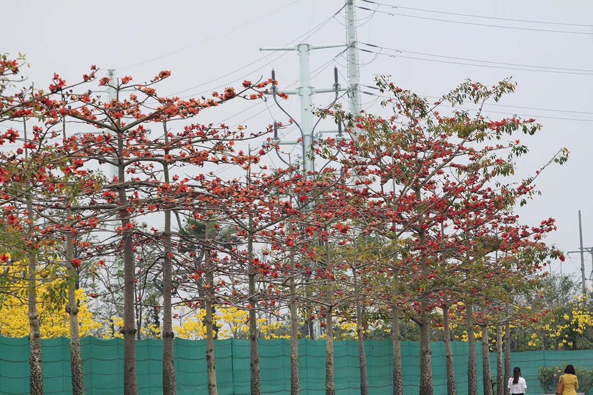 Nhưng một trong những địa điểm quen thuộc mà hoa gạo bung nở rực trời chính là khuôn viên Bảo tàng Lịch sử Quốc gia (quận Hoàn Kiếm, TP.Hà Nội).