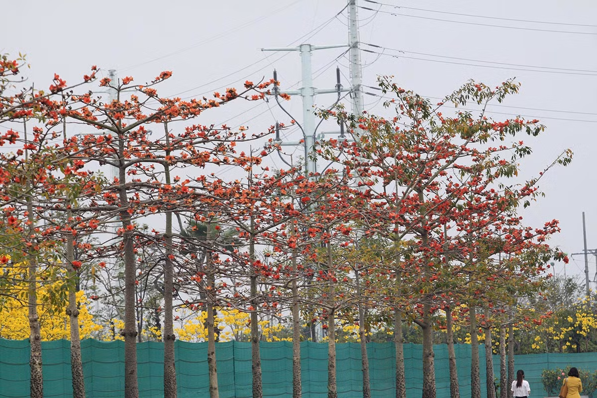 Nhưng một trong những địa điểm quen thuộc mà hoa gạo bung nở rực trời chính là khuôn viên Bảo tàng Lịch sử Quốc gia (quận Hoàn Kiếm, TP.Hà Nội).