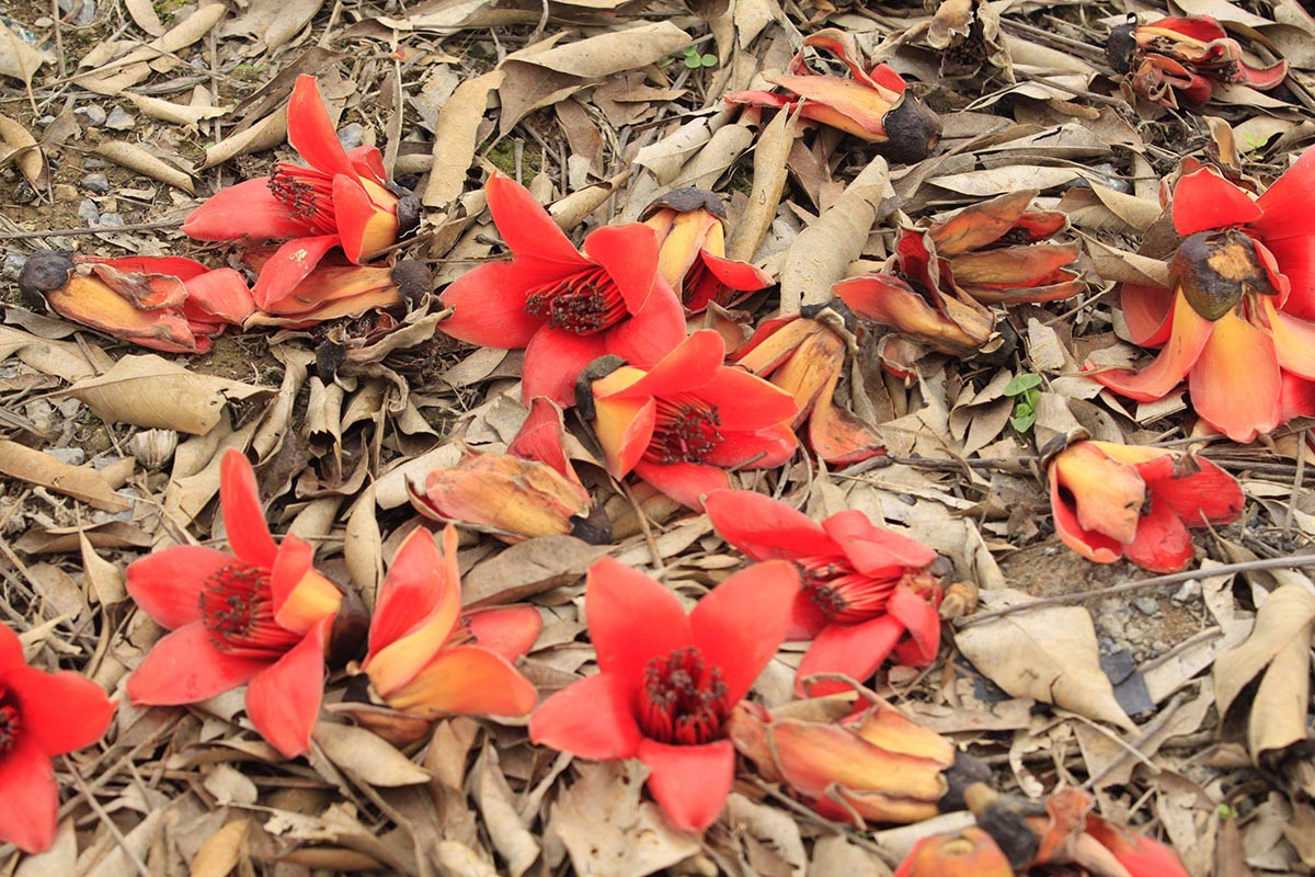 Những dãy gạo được trồng thẳng tắp, nằm san sát lối đi bộ.