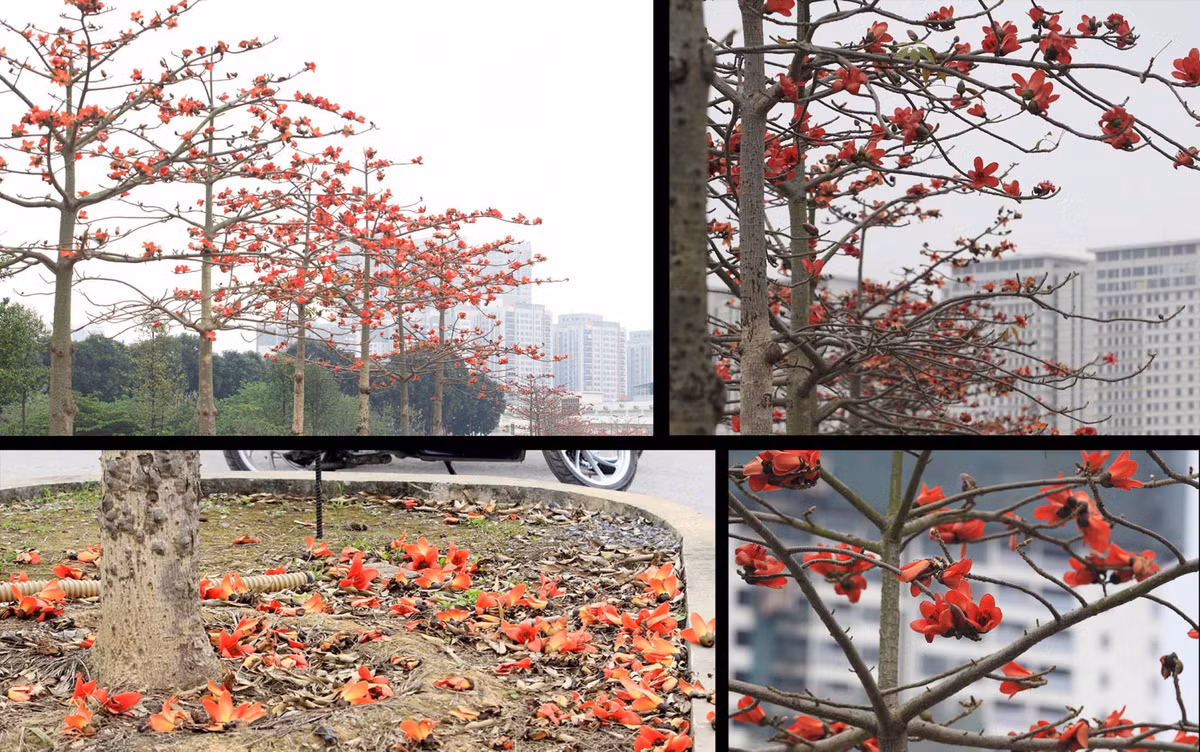 Nhìn hoa gạo nở đỏ rực, ký thức tuổi thơ lại ùa về trong tâm trí nhiều người.