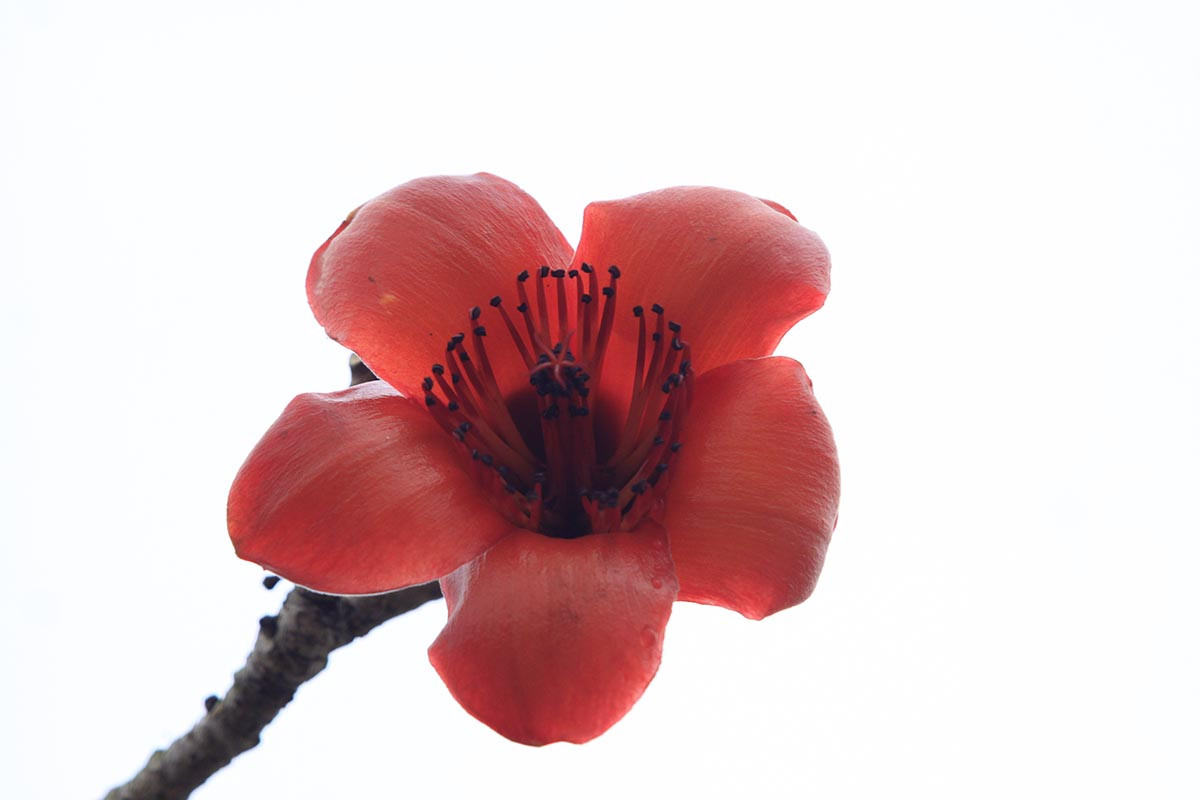 Tại phố thị náo nhiệt, ồn ào, chúng ta tưởng rằng hoa gạo sẽ không bao giờ xuất hiện.