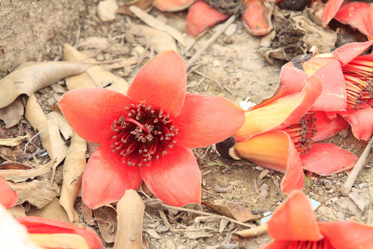 Đến khu đô thị ParkCity Hanoi, phường La Khê, quận Hà Đông, Hà Nội, ngoài sắc vàng rực rỡ của hoa phong linh, ngay tại đây còn có hàng hoa gạo đỏ thắm.