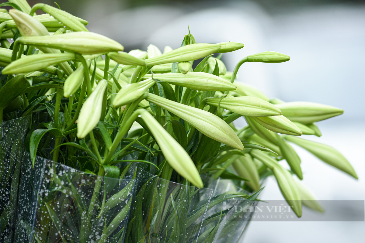 Để chơi được lâu, người mua nên chọn những bông hoa còn chúm nụ, chưa hoàn toàn nở hết. Những cành hoa được chọn cũng nên có từ 3-5 bông, không nên chọn cành hoa có từ 6-8 bông hay nhiều hơn. Vì cành hoa như vậy sẽ rất dễ bị rủ bông xuống, làm cho cây gẫy cành mất dáng.