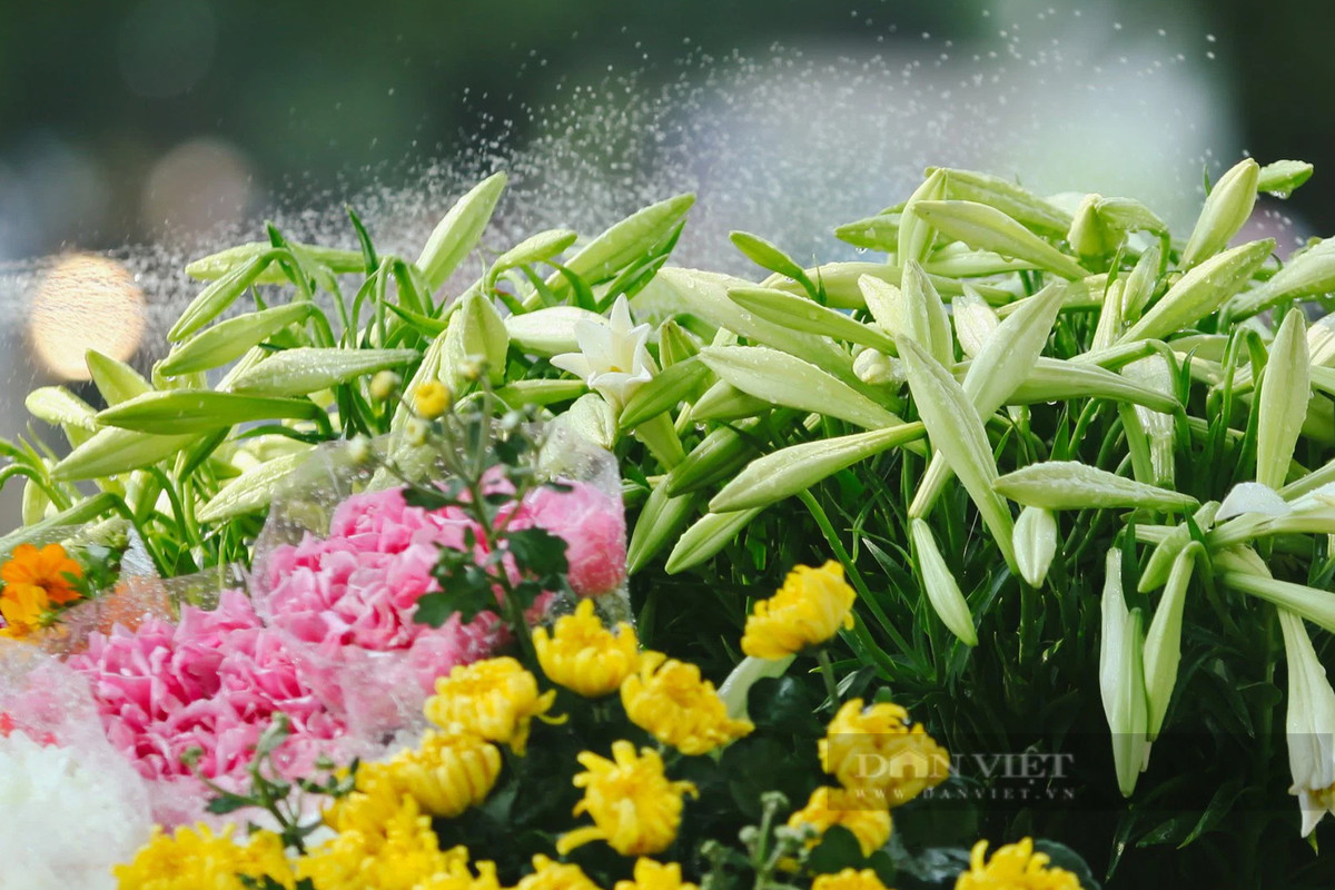 Loa kèn không phải giống hoa khó trồng, khó chăm sóc nhưng để hoa được đẹp và tươi, người bán phải tưới hoa cho đẫm nước.