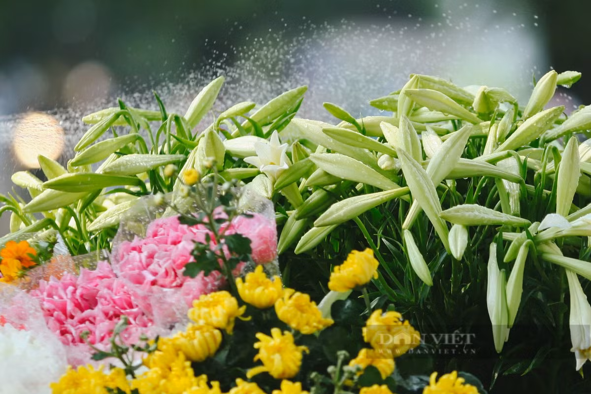 Loa kèn không phải giống hoa khó trồng, khó chăm sóc nhưng để hoa được đẹp và tươi, người bán phải tưới hoa cho đẫm nước.