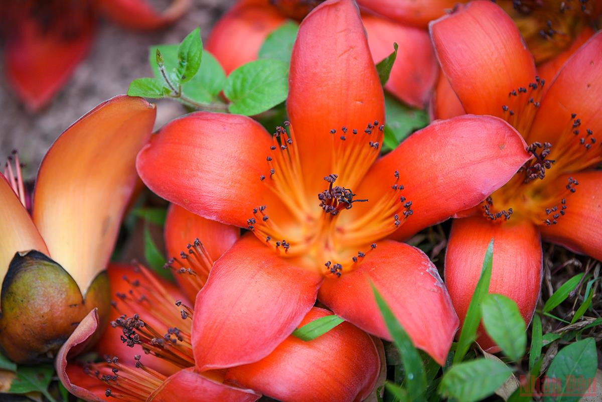 Ha Noi ruc ro mua hoa thang 3-Hinh-13