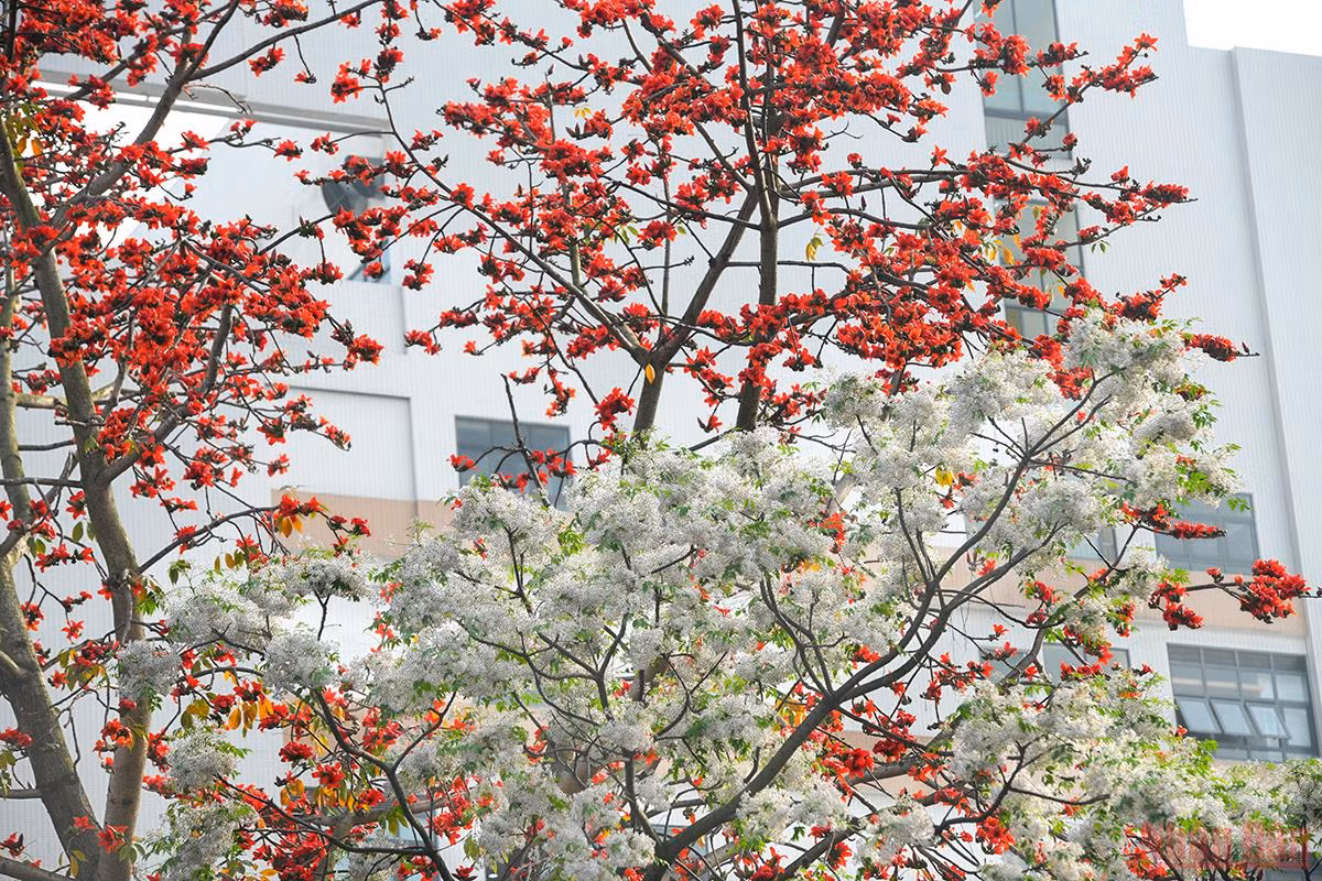 Tại 1 góc phố trên đường Giáp Bát, sắc đỏ hoa gạo xen lẫn sắc trắng của hoa sưa tạo nên 1 bức tranh thật sinh động. (Ảnh: THÀNH ĐẠT) 