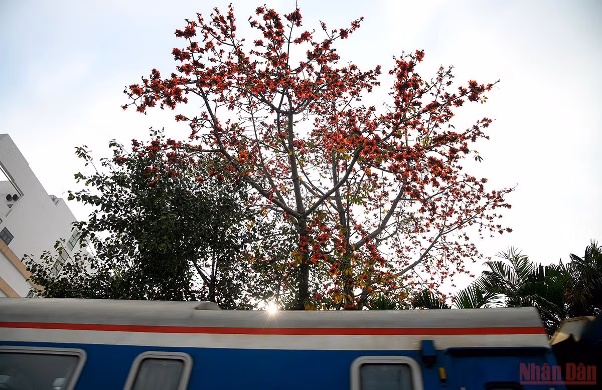 Những cây gạo đỏ rực góc phố Hà Nội tạo nên cảnh sắc quyến rũ mê đắm khó nơi nào có được. (Ảnh: THÀNH ĐẠT)