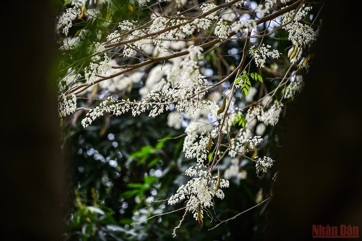 Hoa sưa là nét đẹp không thể thiếu trong bức tranh Hà Nội lúc giao mùa. (Ảnh: THÀNH ĐẠT)