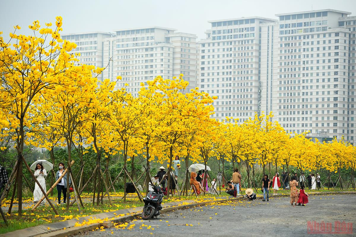 Ha Noi ruc ro mua hoa thang 3-Hinh-19