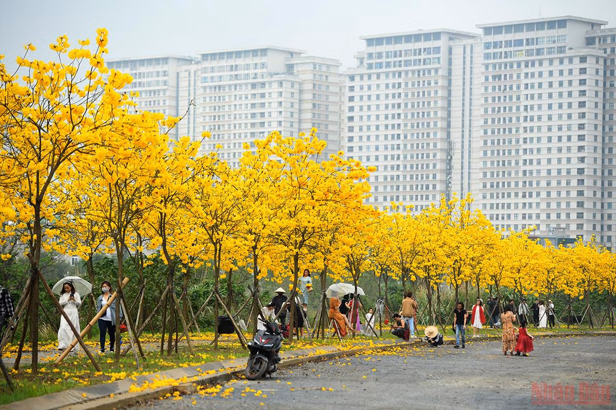 Cung đường hoa phong linh dài khoảng 400 m nằm trong một khu đô thị tại quận Hà Đông (Hà Nội) trở thành địa điểm "sống ảo" thú vị giữa Thủ đô. (Ảnh: THÀNH ĐẠT)