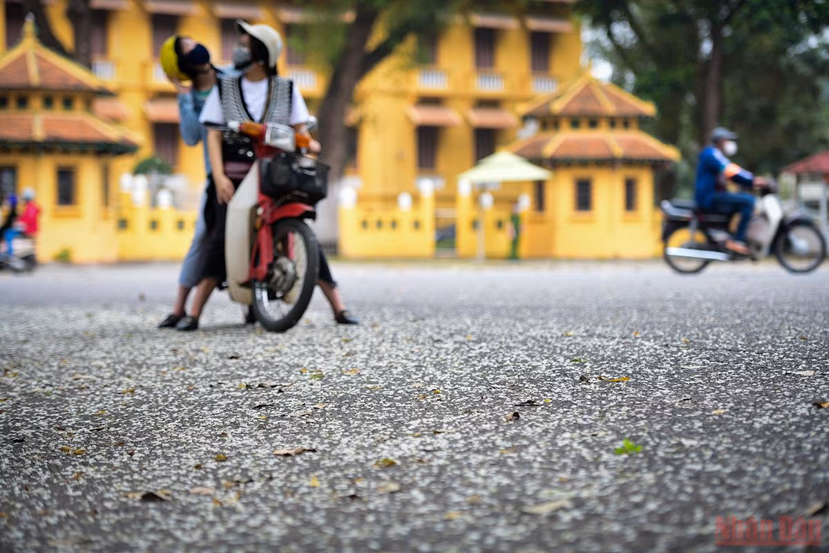 Những cánh hoa sưa rụng trắng bên hè phố Chu Văn An đem lại sự thơ mộng níu chân du khách. (Ảnh: THÀNH ĐẠT)
