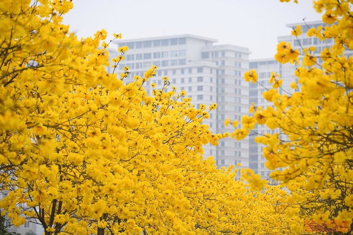 Hoa phong linh chỉ nở rộ trong thời gian ngắn, có màu vàng tươi mọc thành chùm bắt mắt, giống như những chiếc chuông nhỏ. (Ảnh: THÀNH ĐẠT) 