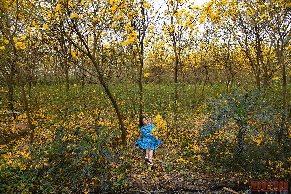 Điều đặc biệt, phong linh ở đây được trồng đan xen cây cao, cây thấp, tạo ra nhiều tầng hoa nối tiếp nhau, vàng rực từ gốc tới ngọn. (Ảnh: THÀNH ĐẠT)