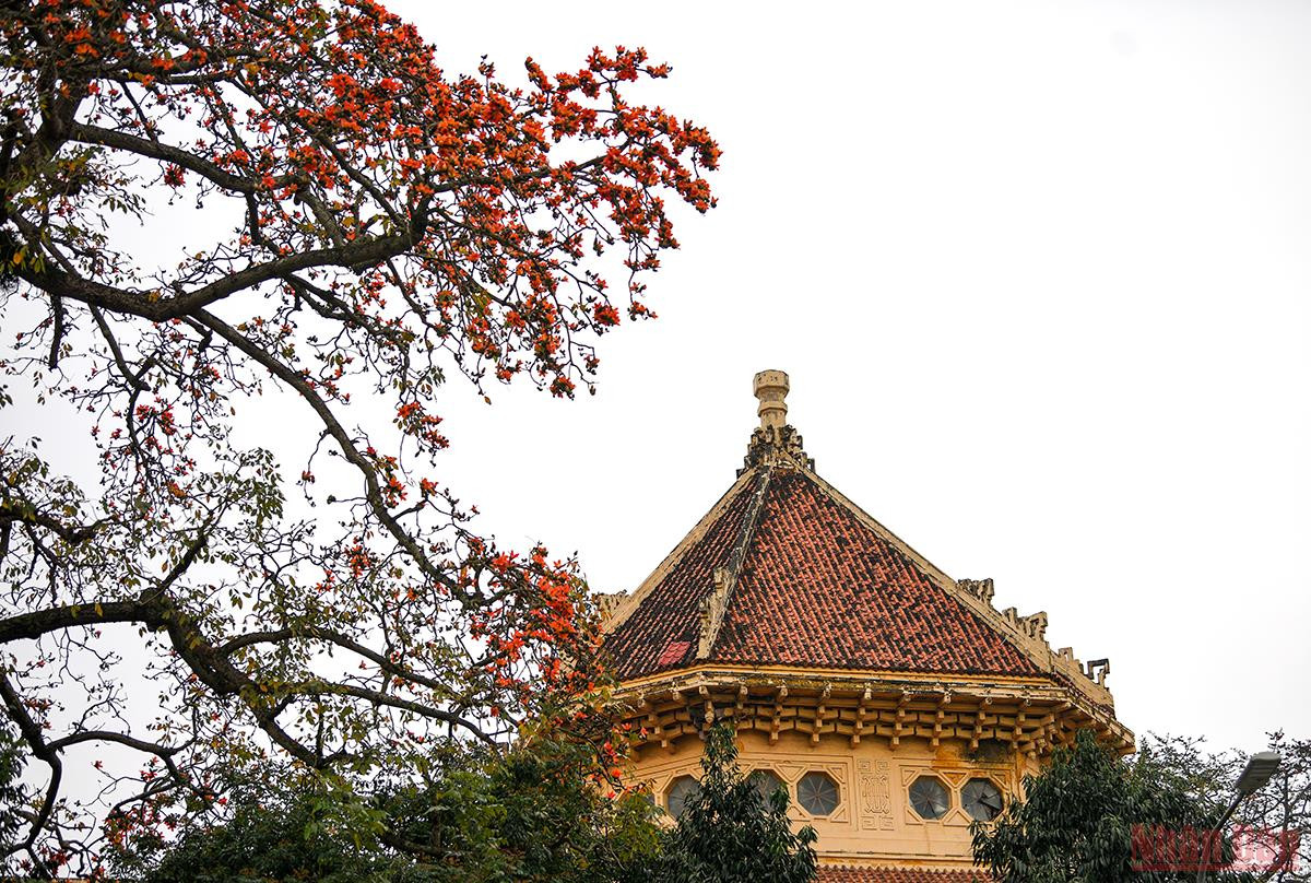 Ha Noi ruc ro mua hoa thang 3-Hinh-15