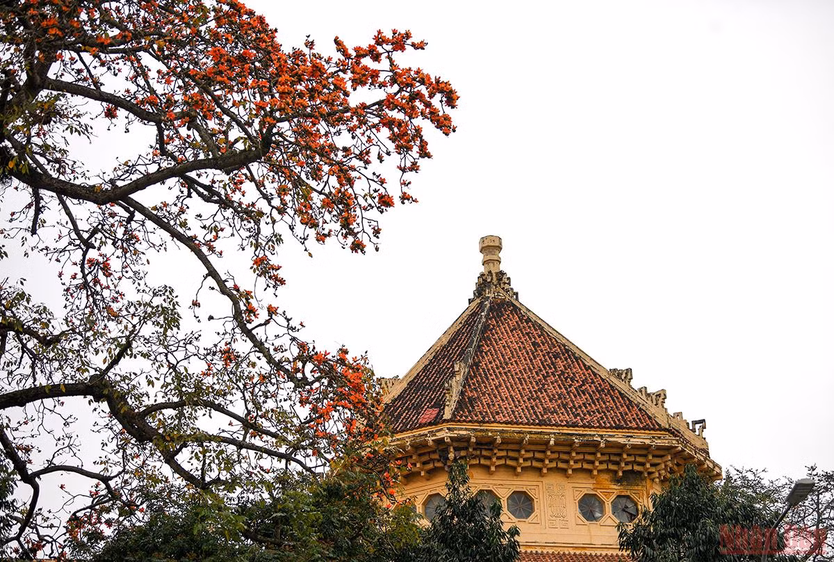 Cây gạo gần trăm tuổi ở Bảo tàng Lịch sử quốc gia. (Ảnh: THÀNH ĐẠT)