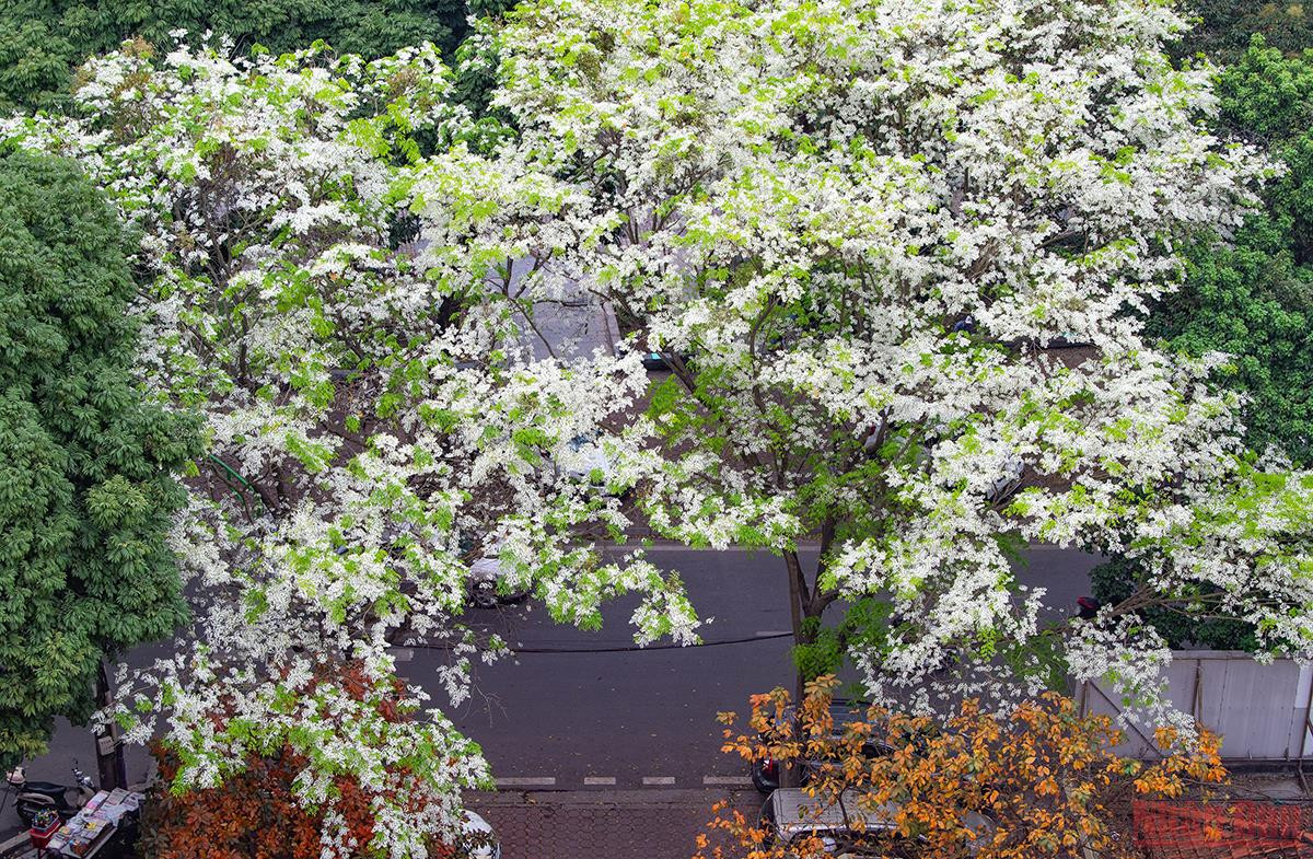 Ha Noi ruc ro mua hoa thang 3-Hinh-7