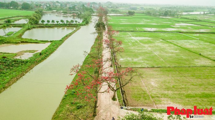 Hàng cây gạo hai bên con đường dẫn lối vào khu nghĩa trang của thôn, ở hai bên là con kênh nước và đồng lúa xanh mướt mắt tạo thành hình ảnh đậm chất làng quê Việt Nam.