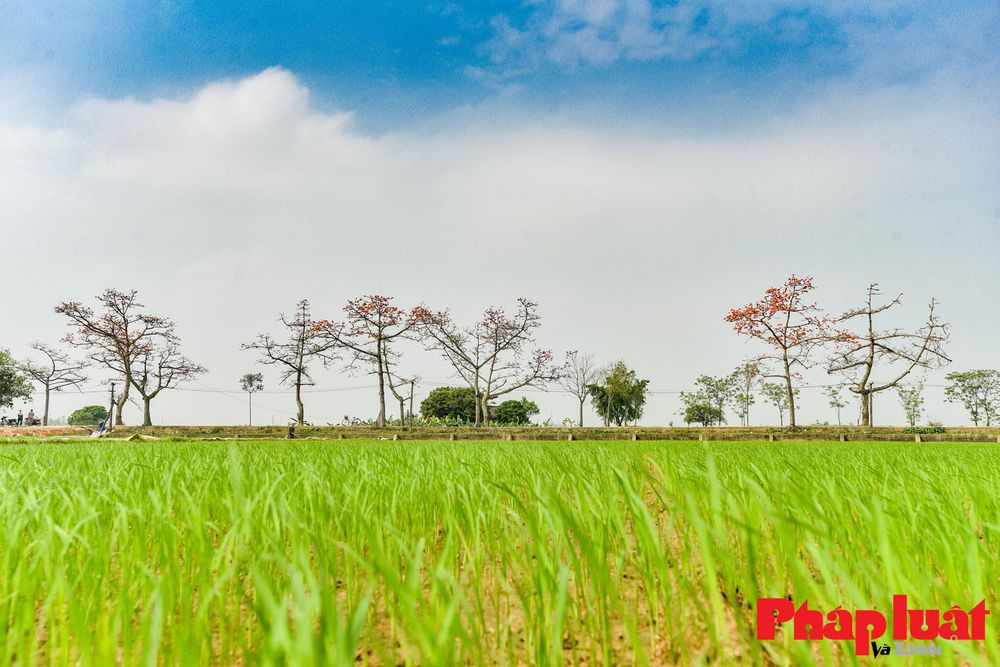 Khi những người con của làng quê đi xa hoặc trở về, cây gạo là loài cây “tiễn biệt” và “chào đón”. Có lẽ vì vậy mà hình ảnh cây gạo luôn được những người con xa quê nhớ nhung da diết mỗi khi nghĩ về hình bóng quê hương!
