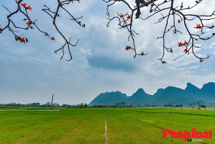 Hoa gạo còn được gọi là hoa mộc miên, hoa pơ-lang, được trồng nhiều ở vùng ngoại thành Hà Nội. Trong đó, hàng cây hoa gạo tại thôn Đoan Nữ (Mỹ Đức, Hà Nội) là địa điểm được nhiều người biết tới nhất.