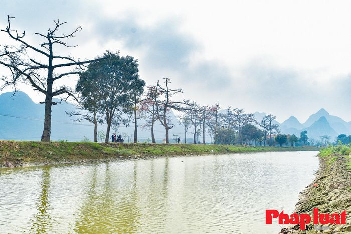 Giờ đây, hình ảnh những cây gạo đầu làng đã không còn phổ biến, càng khiến nhiều người thêm hoài niệm về những miền ký ức thời thơ ấu với những đóa mộc miên.