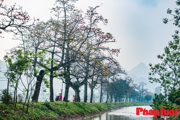 Rặng cây gạo ở thôn Đoan Nữ (Mỹ Đức) vào mùa hoa thu hút giới trẻ kéo về chụp ảnh. Theo người dân thôn Đoan Nữ, năm nay hoa gạo có vẻ nở ít hơn những năm trước. Cả con đường có hàng trăm cây hoa gạo thì một nửa trong số đó đến thời điểm hiện tại chưa thấy có hiện tưọng nở hoa. Tuy nhiên, chỉ cần một nửa trong số những cây hoa gạo đó cũng đủ để làm đỏ rực một góc trời.