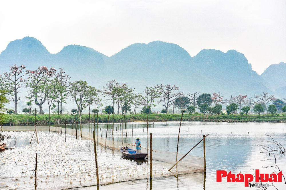 Hoa gạo năm cánh đỏ tươi, lúc rơi cánh hoa xoay như chóng chóng rất đẹp mắt. Những chùm hoa nở như những đốm lửa đang cháy bập bùng, quen thuộc như khúc sông, mái đình, cổng làng.