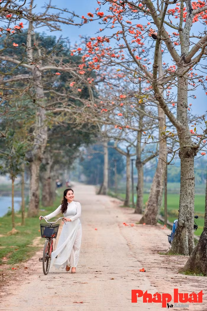 "Bao giờ cho đến tháng 3, hoa gạo rụng xuống bà già cất chăn". Hoa gạo rụng báo hiệu sự chuyển giao của mùa đông lạnh giá để chuyển sang mùa hè.