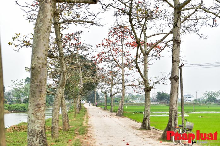 Theo kinh nghiệm nhà nông xưa, hoa gạo là tín hiệu để nhận biết thời điểm giao mùa và chuyển đổi giống cây trồng cho phù hợp, truyền đời qua câu ca dao: "Bao giờ đom đóm bay ra Hoa gạo rụng xuống thì tra hạt vừng".