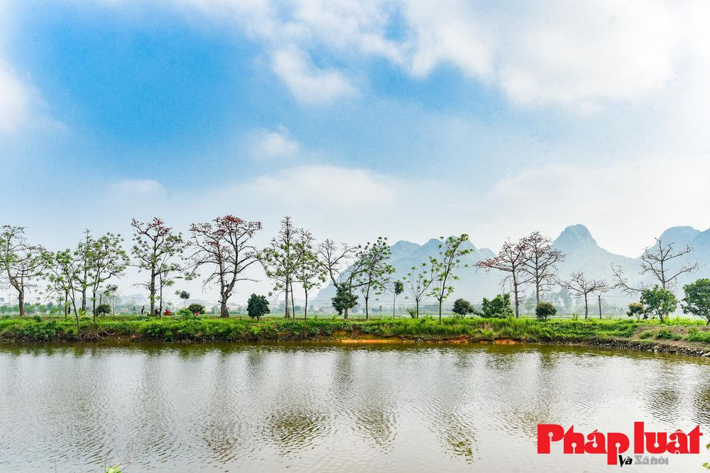 Ông Nguyễn Văn Thành (Đoan Nữ, Mỹ Đức, Hà Nội) cho biết: "Hàng cây gạo này là niềm tự hào của người dân thôn Đoan Nữ, cũng là những hình ảnh lưu giữ lại nét làng quê còn lại. Những năm trước, hàng cây gạo này luôn là nơi đông đúc mỗi dịp cuối tuần khi hoa gạo ở độ đẹp nhất".