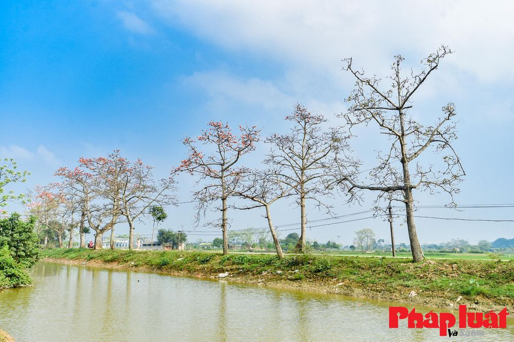 Mùa xuân về kéo theo mưa bụi bay nhè nhẹ, hoặc trong nắng vàng mật ong rót xuống, gạo như bừng tỉnh, sức sống trở nên mãnh liệt thể hiện qua những chùm hoa nở sung mãn.