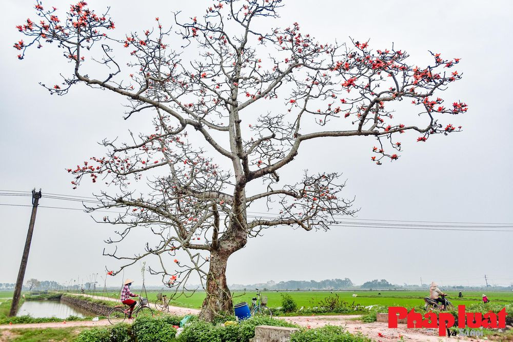 Trước đây, hầu như làng quê Bắc Bộ nào cũng có một cây gạo, sừng sững giữa cánh đồng hay nép mình nơi cổng làng. Theo thời gian, những cây gạo đã chứng kiến sự thăng trầm của từng ngôi làng qua nhiều thế kỷ và gắn bó với tuổi thơ của biết bao người.