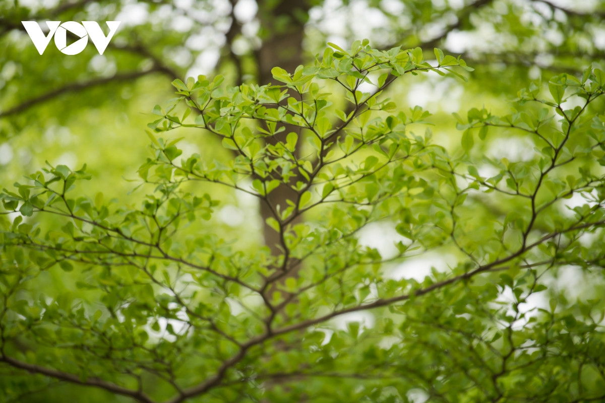 Thế nhưng, việc người dân tụ tập chụp ảnh ngay sát tuyến đường có lưu lượng xe cộ qua lại đông như này sẽ khiến cho mất an toàn giao thông và gây nguy hiểm cho chính người dân. 