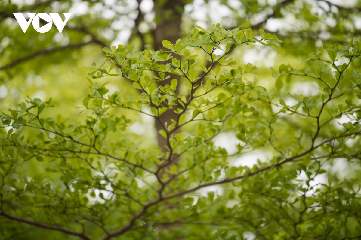 Thế nhưng, việc người dân tụ tập chụp ảnh ngay sát tuyến đường có lưu lượng xe cộ qua lại đông như này sẽ khiến cho mất an toàn giao thông và gây nguy hiểm cho chính người dân. 