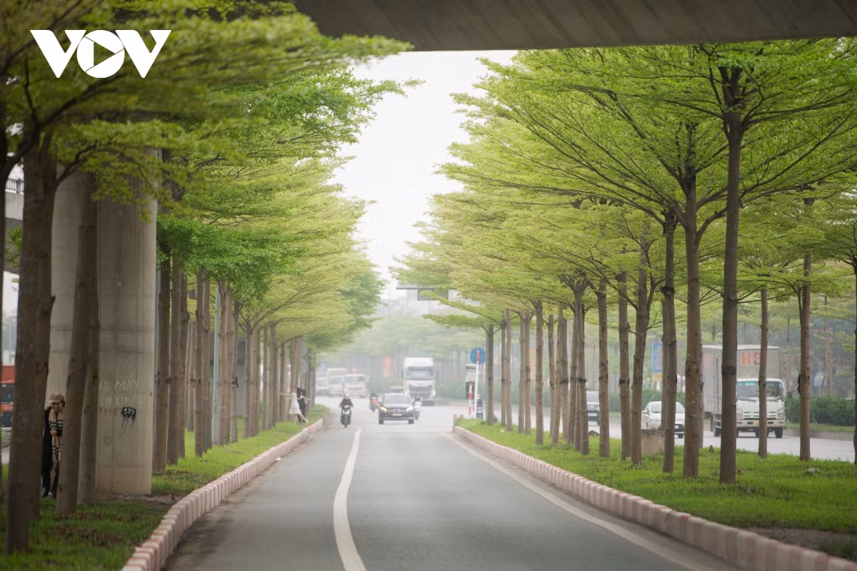 Bàng Đài Loan mới xuất hiện tại Hà Nội trong vài năm qua.