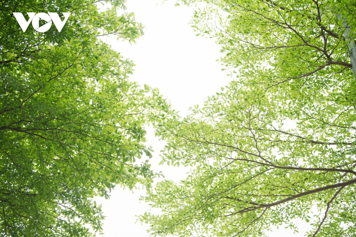 Hàng cây đã đem đến những thay đổi tích cực về cảnh quan nơi đây, cũng như góp phần cải thiện môi trường.