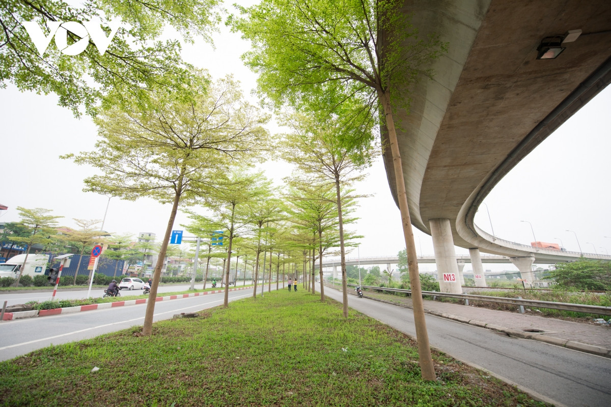 Hàng cây xanh tốt vừa tạo cảnh quan, vừa cho bóng mát.