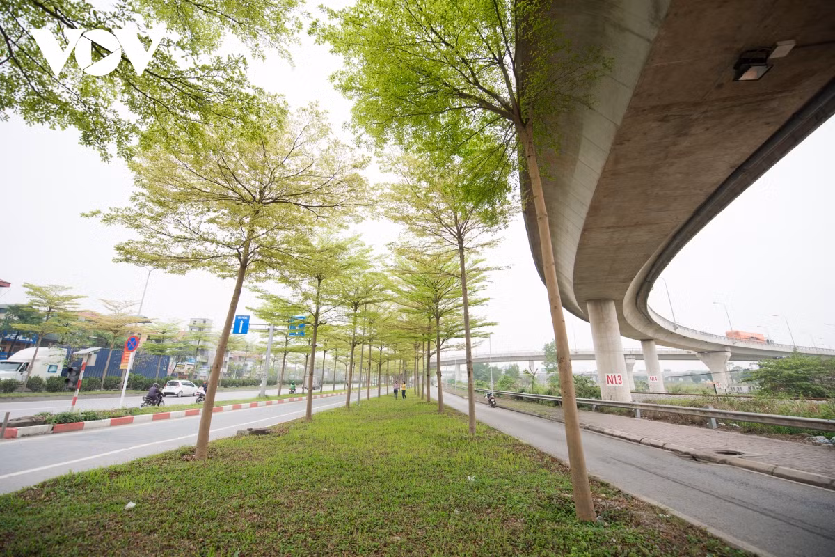 Hàng cây xanh tốt vừa tạo cảnh quan, vừa cho bóng mát.