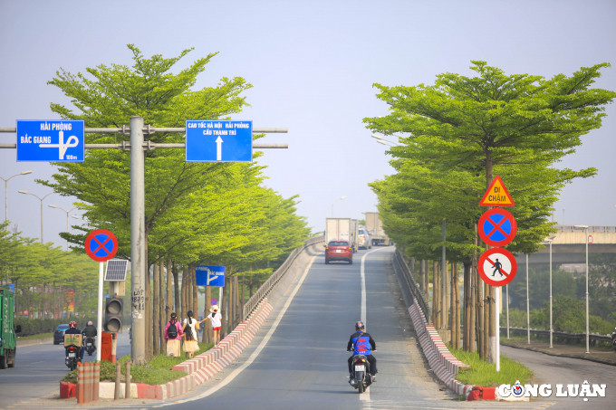 Ghi nhận của PV, những ngày này tại nút giao Cầu Thanh Trì và Quốc lộ 5, Hà Nội, những cây bàng lá nhỏ đã chuyển màu xanh mướt, tràn đầy sức sống.