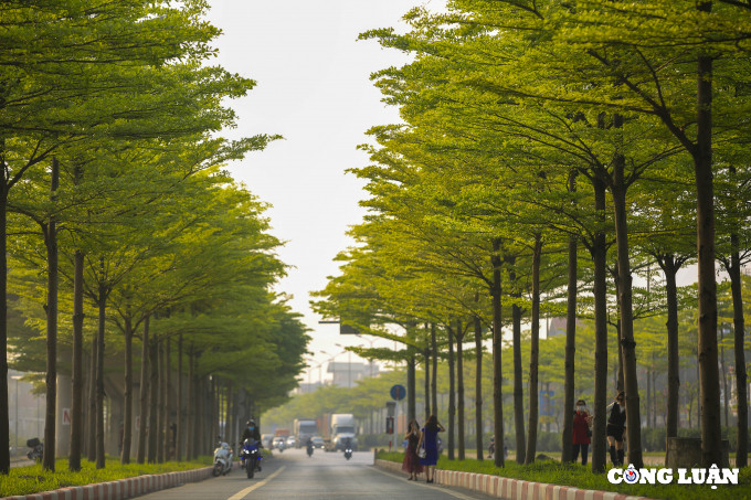 Nhiều người dân đã đến đây để được check-in dưới hàng cây bàng này.