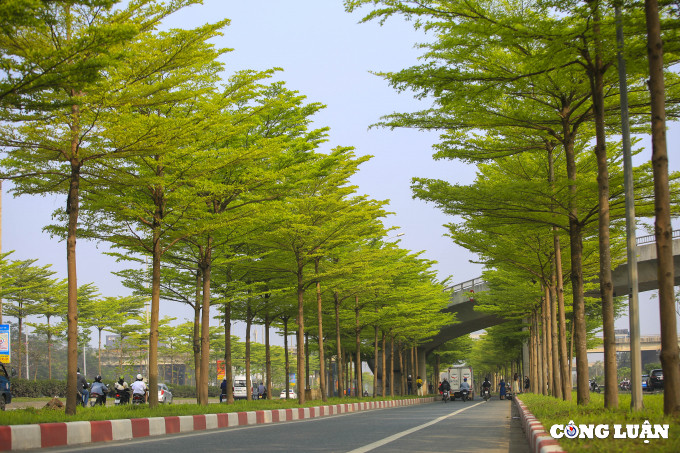 Bàng lá nhỏ thuộc cây thân gỗ cỡ nhỡ, vỏ cây có màu nâu nhạt. Cây có thể cao 10-20m, chiều cao ngọn 6-8m.