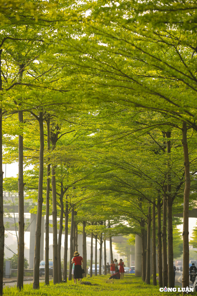 Bàng Đài Loan mới xuất hiện tại Hà Nội trong vài năm qua. Loại cây này được trồng cách đây vài năm tại Hà Nội để thay thế cây phong lá đỏ.