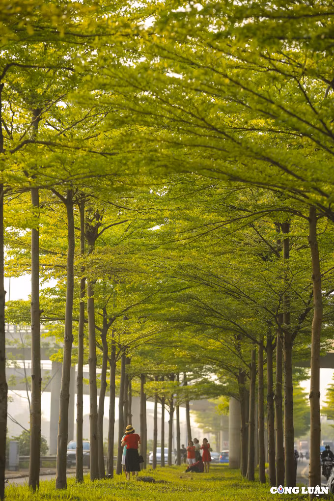 Bàng Đài Loan mới xuất hiện tại Hà Nội trong vài năm qua. Loại cây này được trồng cách đây vài năm tại Hà Nội để thay thế cây phong lá đỏ.