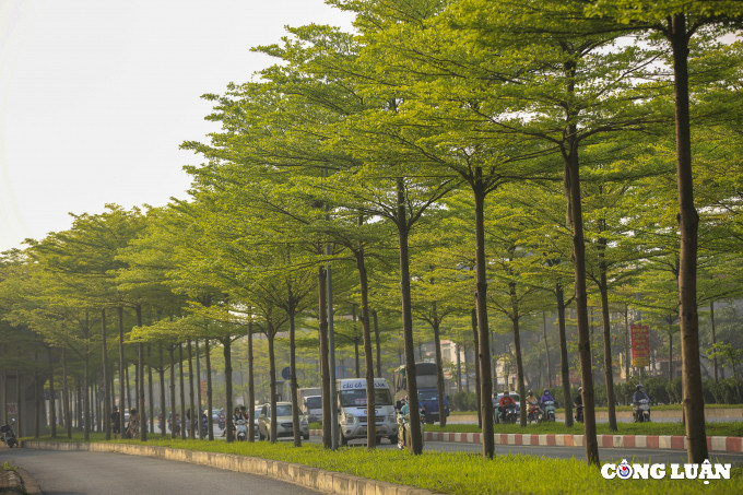 Hàng cây xanh tốt vừa tạo cảnh quan, vừa cho bóng mát.
