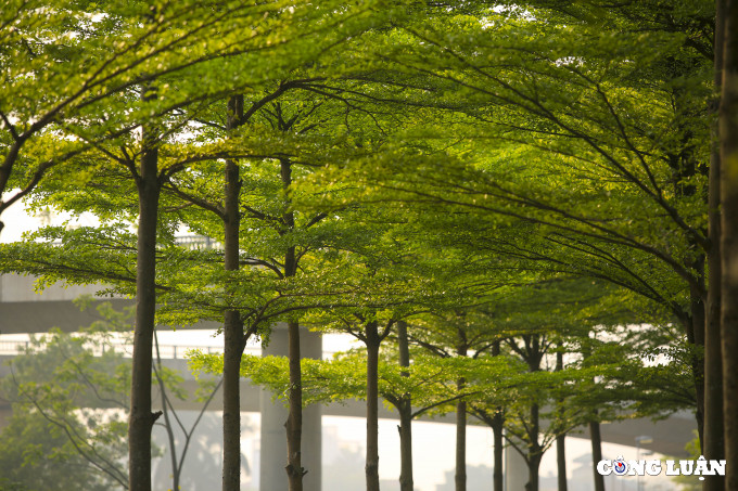 Bàng lá nhỏ có quả nhỏ, lá nhỏ nên khi rụng ít gây ô nhiễm hơn cây bàng ta.