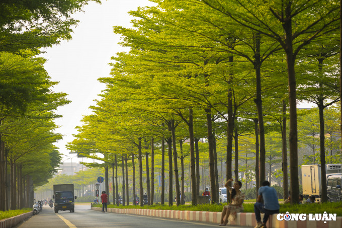 Được biết, cây bàng lá nhỏ này là loại cây tán tròn, nhiều tầng, vừa tạo bóng mát vừa đẹp mắt, phù hợp với thời tiết Thủ đô.