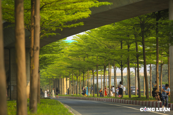 Thân cây bàng lá nhỏ mọc thẳng, cành nhánh mọc ngang hoặc chếch tạo thành tán tròn, nhiều tầng.
