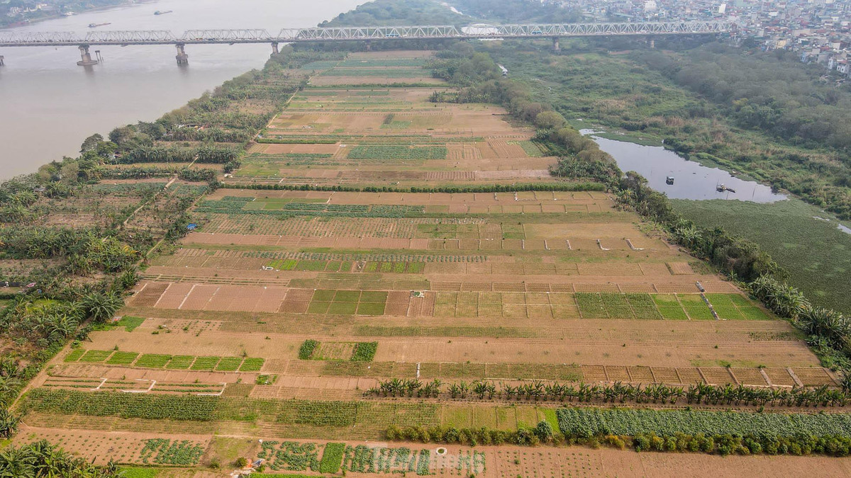 Khu vực bãi bồi ven sông đang được các hộ dân canh tác trồng rau, hoa màu, chăn nuôi...